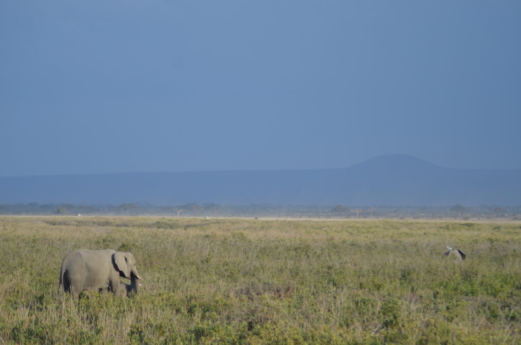 elephants