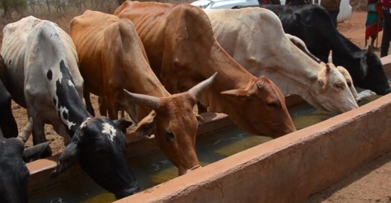 empalakai cows maasai animals