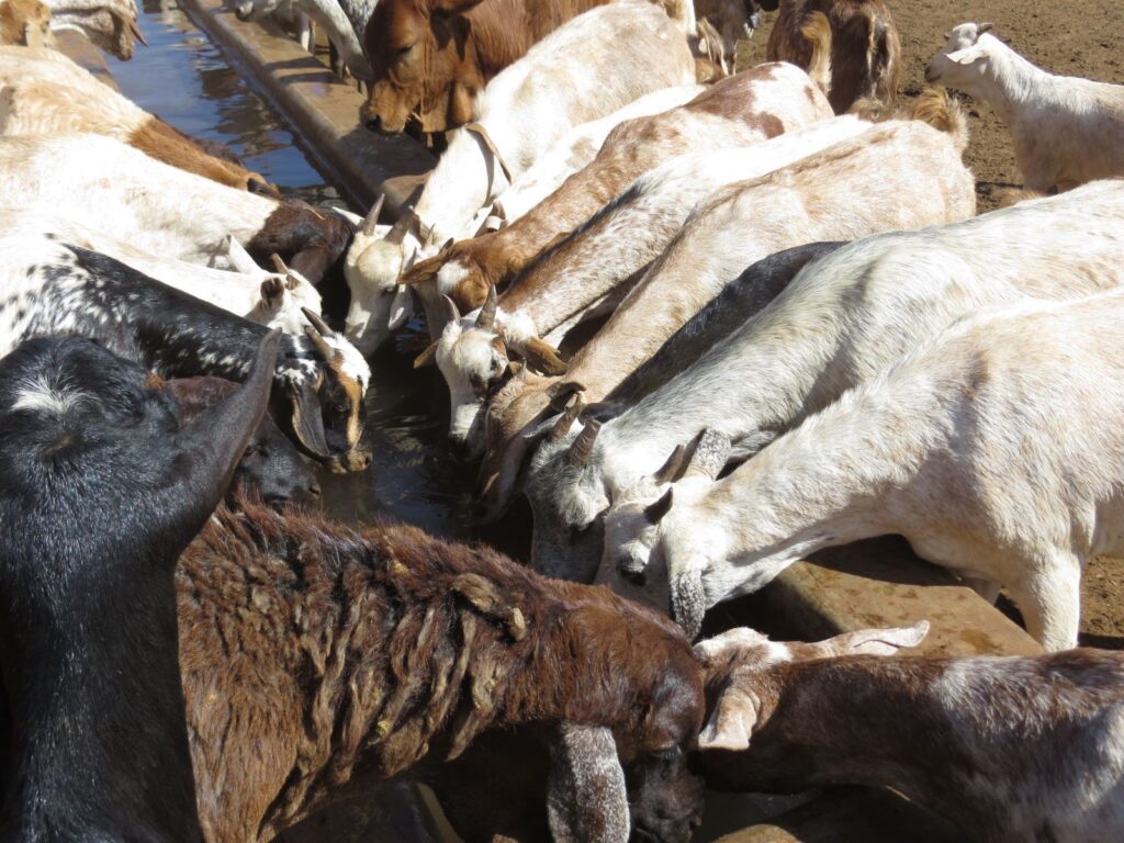 goats maasai animals