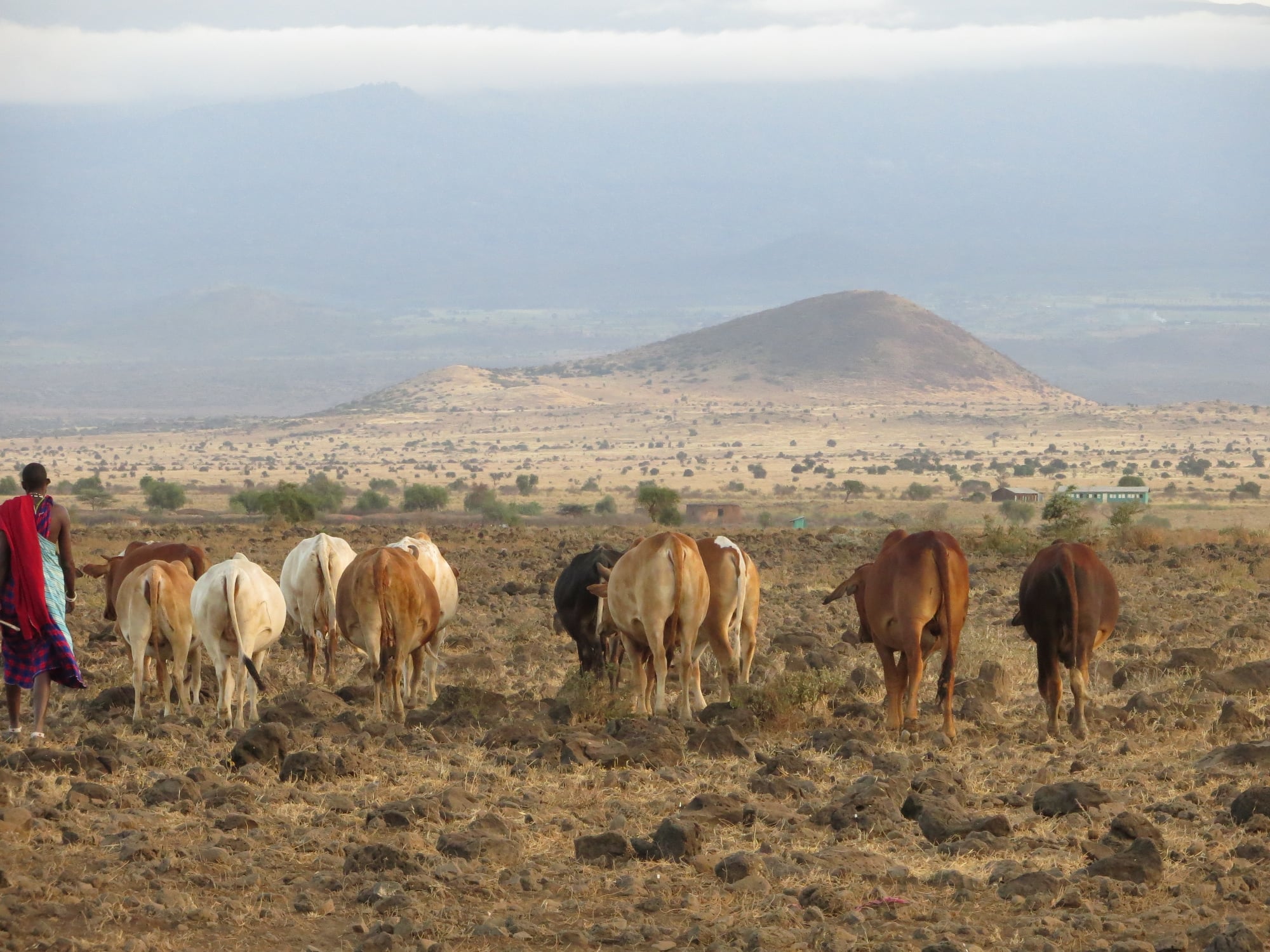 Read more about the article Maasai Culture: Cattle, Ritual, and Change